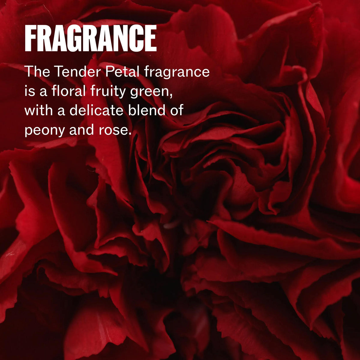 Wella Professionals Ultimate Repair — Zoomed in image of a rose. Text reads fragrance The Tender Petal fragrance is a floral, fruity green, with a delicate blend of peony and rose.