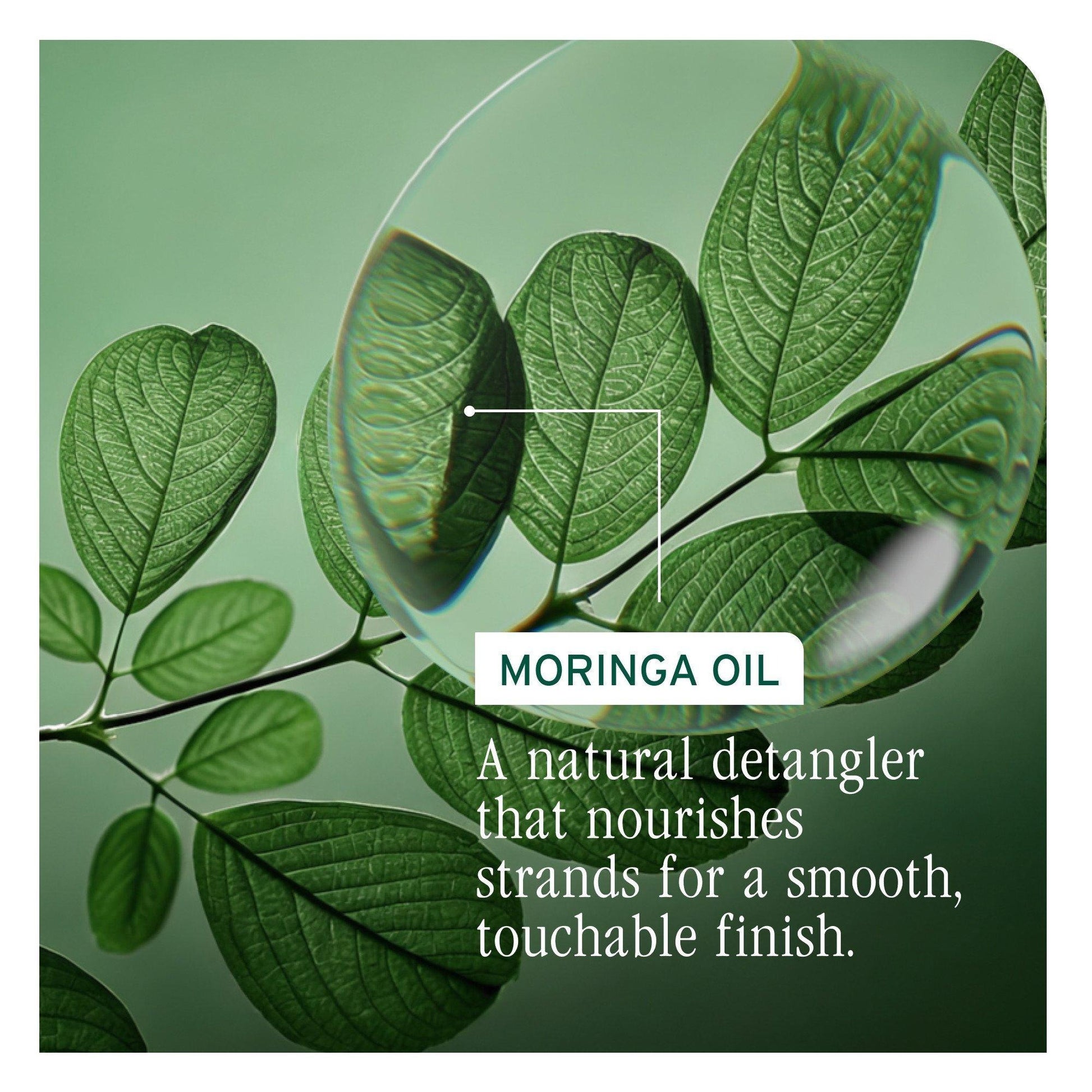 Biolage All-In-One Multi-Benefit Oil — moringa oil ingredient card: a natural detangler that nourishes strands for a smooth, touchable finish