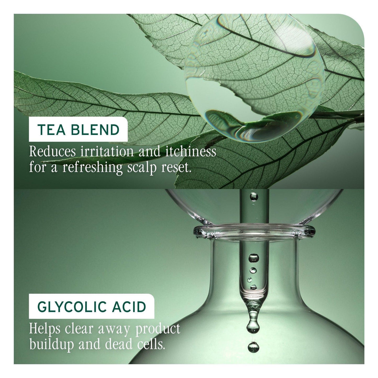 Biolage ScalpSync Purifying Scalp Concentrate — ingredient card: tea blend reduces irritation and itchiness for a refreshing scalp reset, glycolic acid helps clear away product buildup and dead cells