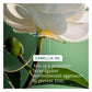 Biolage SmoothProof Leave-In Cream — camellia oil protective layer