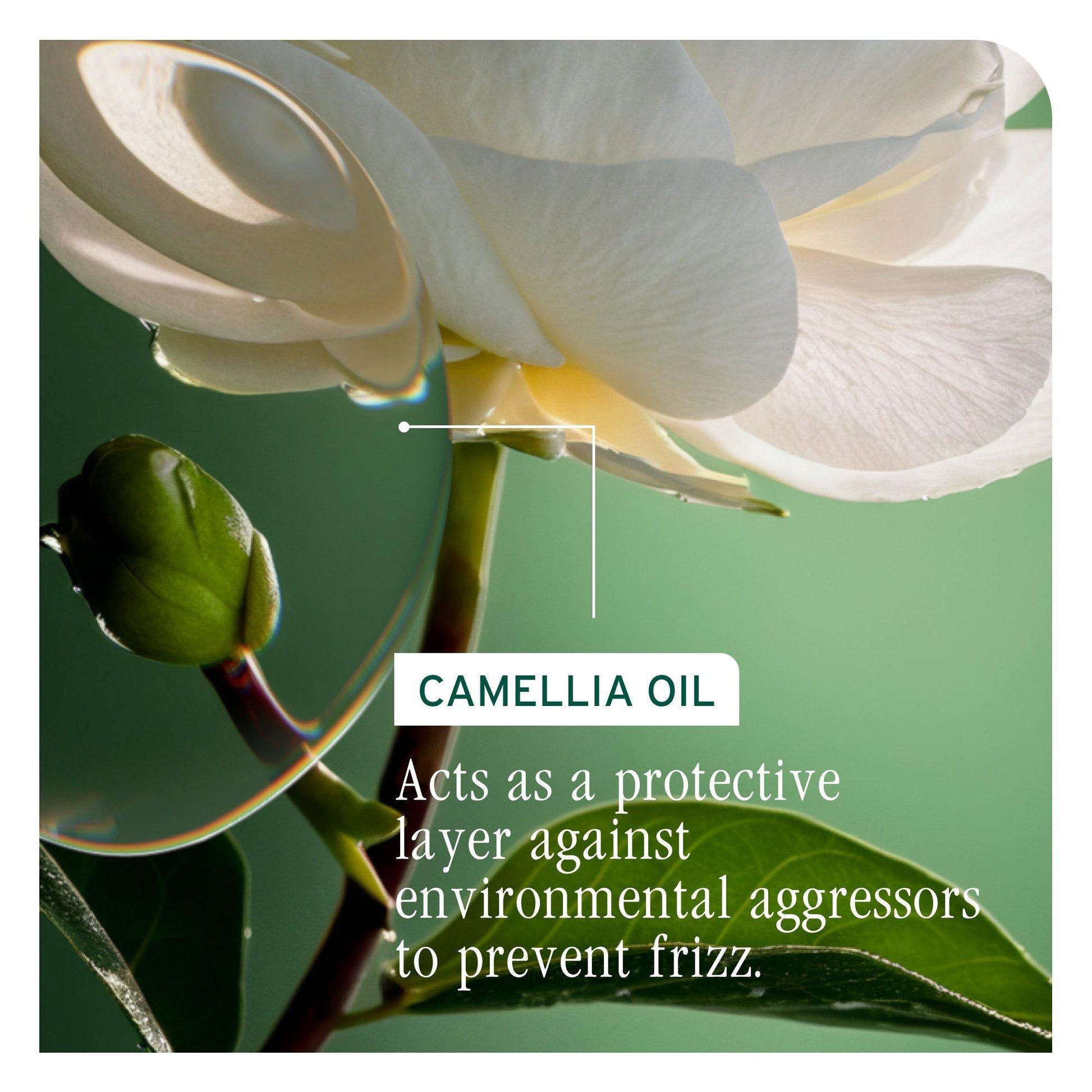 Biolage SmoothProof Leave-In Cream — camellia oil protective layer