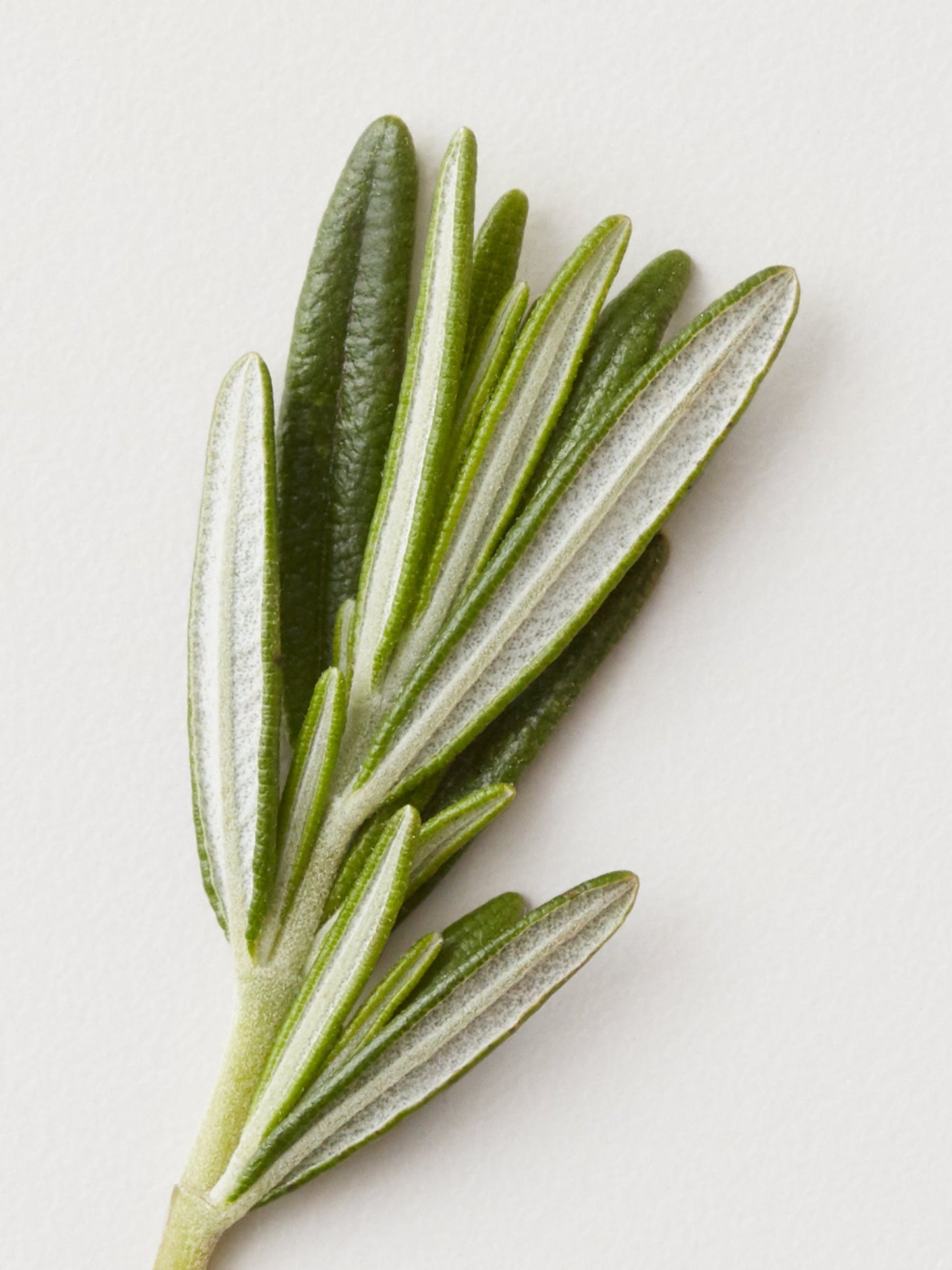 MOLDING CREAM Sculpt and Style - by AG Hair |ProCare Outlet|